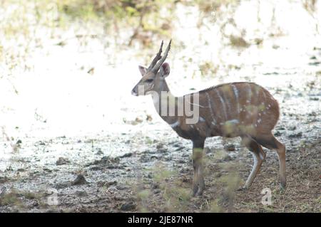 Maschio boschivo Tragelaphus scriptus nel Parco Nazionale Niokolo Koba. Tambacounda. Senegal. Foto Stock