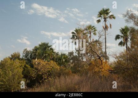 Foresta nel Parco Nazionale Niokolo Koba. Tambacounda. Senegal. Foto Stock