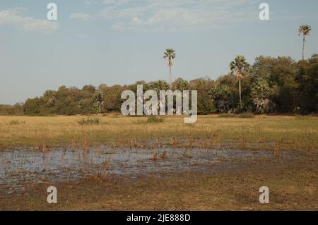 Prato e bosco nel Parco Nazionale di Niokolo Koba. Senegal. Foto Stock