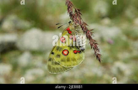 Apollo montagna Parnassius apollo farfalla poggiante su stelo pianta erba fiore, farfalle, fauna selvatica insetto dettaglio primo piano, ali bianco rosso dorato Foto Stock