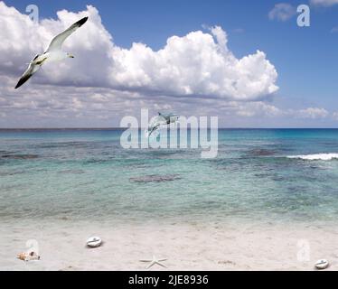 Seascape: Spiaggia tropicale con conchiglie e gabbiano vola nel cielo con dolfin sullo sfondo Foto Stock