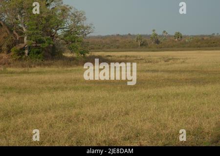 Prato e bosco nel Parco Nazionale di Niokolo Koba. Tambacounda. Senegal. Foto Stock