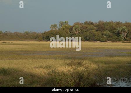 Prato e bosco nel Parco Nazionale di Niokolo Koba. Tambacounda. Senegal. Foto Stock