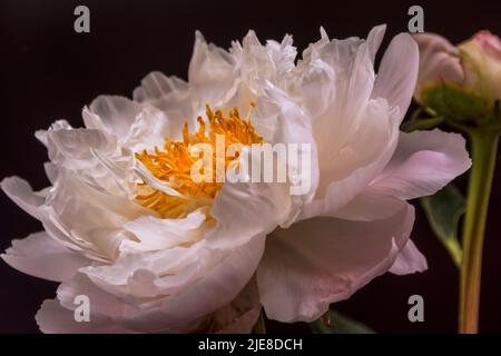 Una singola peonia rosa pallido con un germoglio. Il fiore principale è completamente aperto e mostra la struttura interna e le timbrine Foto Stock