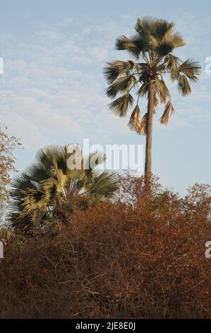 Palme nel Parco Nazionale Niokolo Koba. Tambacounda. Senegal. Foto Stock