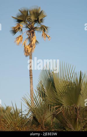 Palme nel Parco Nazionale Niokolo Koba. Tambacounda. Senegal. Foto Stock