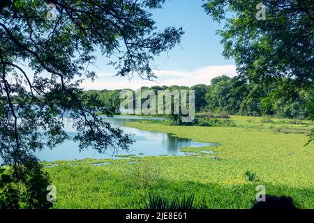 Foto del Lago di Costanera sur Riserva ecologica, Buenos Aires, Argentina Foto Stock