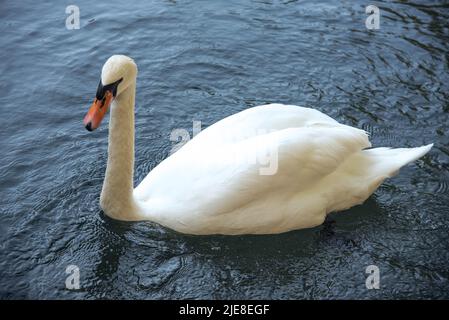 Il cigno bianco nuota nel lago. Foto di alta qualità Foto Stock