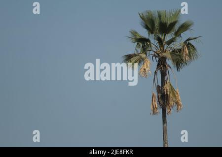 Palma nel Parco Nazionale Niokolo Koba. Tambacounda. Senegal. Foto Stock