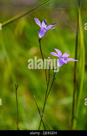 Bel primo piano di blu, fiore viola in estate prato Foto Stock