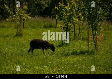 capra nera con corna ghiaccia in un erba verde accanto a giovani meli recintati con una recinzione. Foto Stock