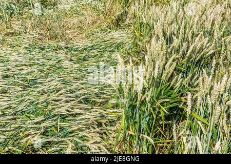 Campo di mais con colture pianeggianti dopo piogge pesanti - sud-Touraine, Francia. Foto Stock