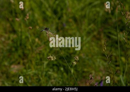 Flutterer maschio a strisce gialle (Rhyothemis phyllis) su un prato Foto Stock