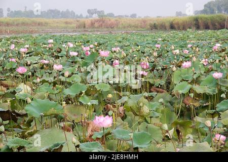 Fiori di loto (Nelumbo nucifera) coltivazione a Siem Reap, Cambogia Foto Stock