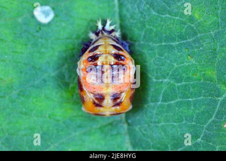 Un pupa di ladybug su una foglia. Vista dall'alto. Foto Stock