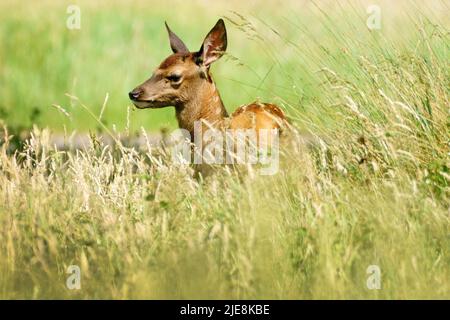 Un giovane cervo rosso cammina attraverso l'erba lunga durante il tempo caldo a Bushy Park, Londra occidentale. Data foto: Domenica 26 giugno 2022. Foto Stock