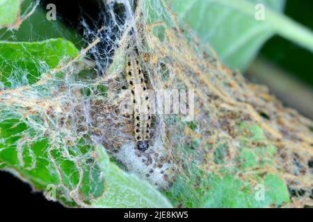 Yponomeuta malinellus o mela ermine falda larve su melo nel suo web close up macro. Foto Stock