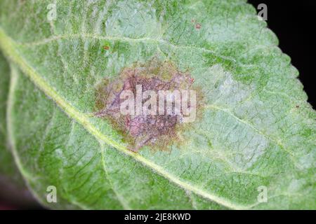 Scab Venturia inaequalis sviluppo della malattia sul gambo sul lato inferiore della foglia di mela. Ingrandimento elevato. Foto Stock