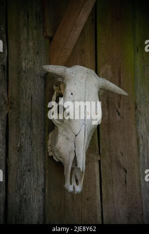 cranio di una mucca su un muro di legno. vista frontale Foto Stock