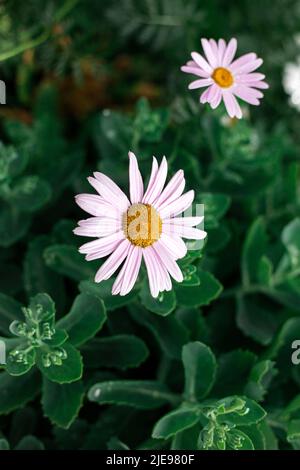 In giardino crescono margherite con petali di rosa Foto Stock