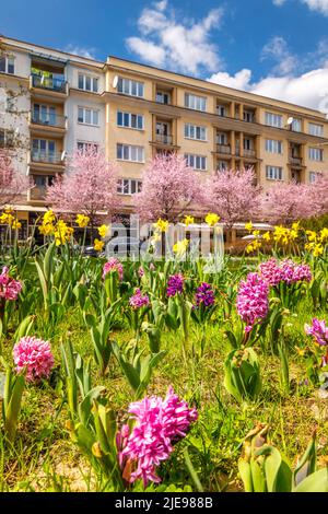 Paesaggio urbano primaverile con giacinti fioriti e narcisi. Città di Zilina, Slovacchia, Europa. Foto Stock