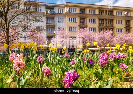 Paesaggio urbano primaverile con giacinti fioriti e narcisi. Città di Zilina, Slovacchia, Europa. Foto Stock