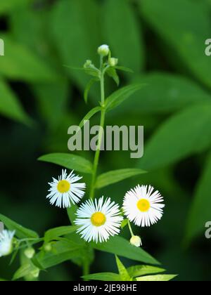 Delicato bianco e giallo margherita come fiori di un fleabane (Erigeron annuus) in un giardino a Ottawa, Ontario, Canada. Foto Stock