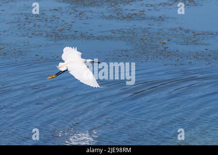 Volare Heron nella Laguna di Orbetello, Toscana Foto Stock