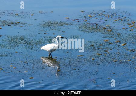 Caccia di Erone nella Laguna di Orbetello, Toscana Foto Stock