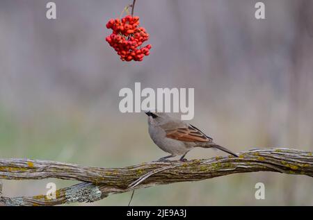 Baia Winged Cowbird, Agelaioides badius, Calden Forest, la Pampa, Argentina Foto Stock