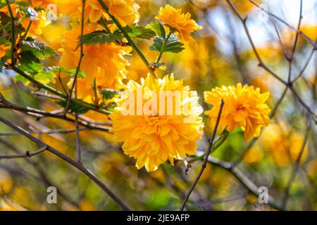 Primo piano bella fioritura Kerria Japonica – Plenifora – fiori gialli luminosi su rami di cespuglio. Foto Stock