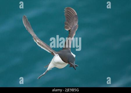 Razorbill (Alca torda) in volo di ritorno alla sporgenza di allevamento sull'isola di Skomer Foto Stock