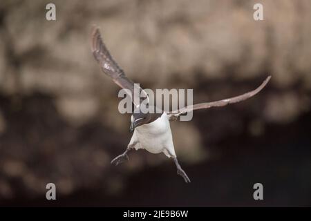 Razorbill (Alca torda) in volo di ritorno alla sporgenza di allevamento sull'isola di Skomer Foto Stock