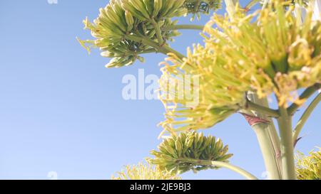 Fiore di agave giallo, gente che cammina dalla spiaggia dell'oceano, costa californiana USA. Fiore di aloe americana, succulenta pianta del secolo e cielo blu estivo. Passeggiata sul lungomare di Mission Beach, San Diego. Foto Stock