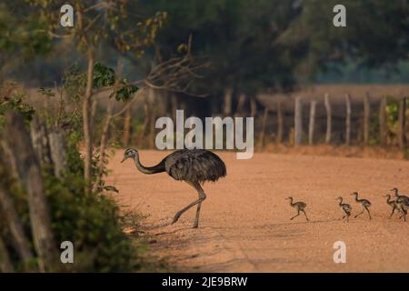 Greater Rhea, (Rhea americana) in Pampas Plain Environment, la Pampa Province , Patagonia, Argentina Foto Stock