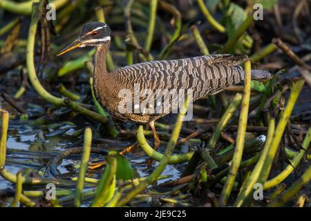 Sunbittern in ambiente paludoso pantanal, Pantanal, Mato Grosso, Brasile Foto Stock