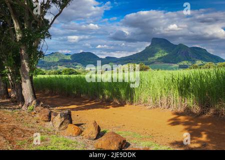 Montagna del leone con campo di canna da zucchero verde in primo piano sulla splendida isola del paradiso tropicale, Mauritius Foto Stock