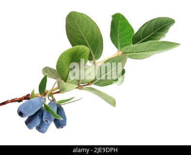 Torce in nido d'ape con foglie verdi isolate su sfondo bianco. Bacche mature di miele. Tracciato di ritaglio Foto Stock