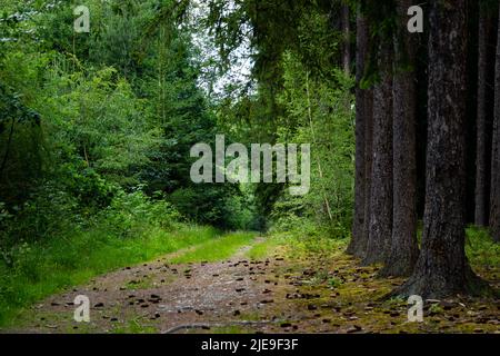 Percorso nella foresta estiva. Foresta mista in un giorno d'estate. Foto Stock