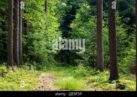 Percorso nella foresta estiva. Foresta mista in un giorno d'estate. Foto Stock