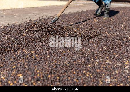 Mani di contadino locale che scattering verde chicchi di caffè naturale per l'essiccazione al sole, Panama, America Centrale - foto di scorta Foto Stock