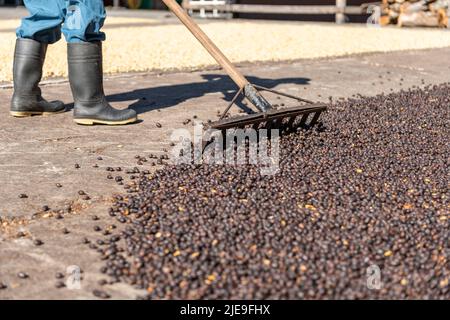 Mani di contadino locale che scattering verde chicchi di caffè naturale per l'essiccazione al sole, Panama, America Centrale - foto di scorta Foto Stock