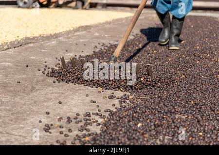 Mani di contadino locale che scattering verde chicchi di caffè naturale per l'essiccazione al sole, Panama, America Centrale - foto di scorta Foto Stock