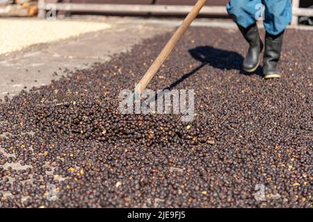 Mani di contadino locale che scattering verde chicchi di caffè naturale per l'essiccazione al sole, Panama, America Centrale - foto di scorta Foto Stock