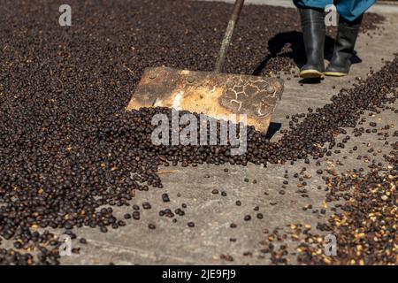 Mani di contadino locale che scattering verde chicchi di caffè naturale per l'essiccazione al sole, Panama, America Centrale - foto di scorta Foto Stock