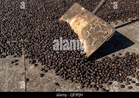 Mani di contadino locale che scattering verde chicchi di caffè naturale per l'essiccazione al sole, Panama, America Centrale - foto di scorta Foto Stock