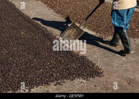 Mani di contadino locale che scattering verde chicchi di caffè naturale per l'essiccazione al sole, Panama, America Centrale - foto di scorta Foto Stock