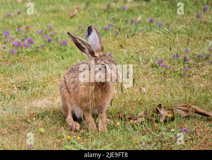 Una splendida lepre marrone Leveret seduta tra i fiori viola e fiutare i dente di leone . Suffolk, Regno Unito Foto Stock