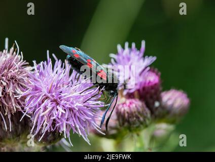 Un rosso brillante macchia sei punti Burnett Moth (Zygaena filipendulae) su una testa a maglia viola. Suffolk, Regno Unito. Foto Stock