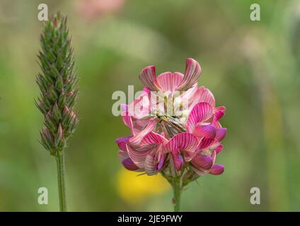 Un falso coleottero d'olio o un coleottero gonfio - Oedemera nobilis in un fiore di sainfoin , Suffolk, UK Foto Stock